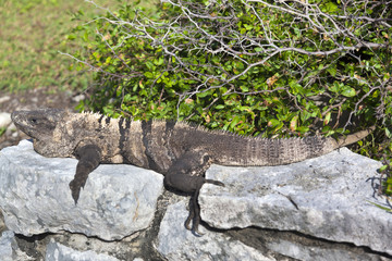 Iguana on Mexico ruins, Tulum, Mexico