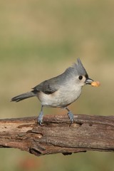 Hungry Tufted Titmouse (baeolophus bicolor)