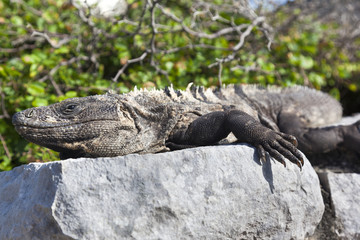 Iguana on Mexico ruins, Tulum, Mexico