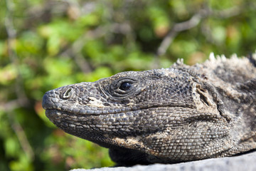 Iguana on Mexico ruins, Tulum, Mexico