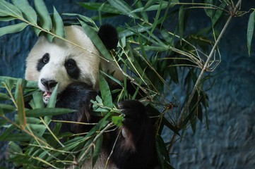 Obraz premium Hungry giant panda eating bamboo