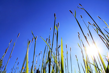 Sommer in der Wiese
