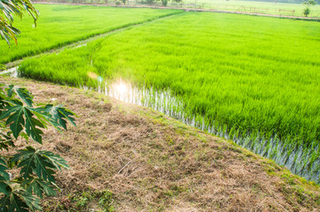 Fototapeta premium Reflections sunset on rice field