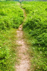 Obraz premium Path through a many trees