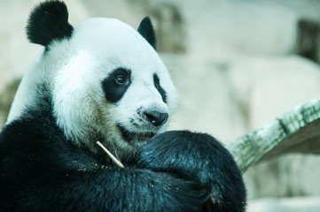Obraz premium Hungry giant panda eating bamboo