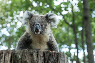 australian koala sit on tree, Sydney, NSW, australia. exotic ico