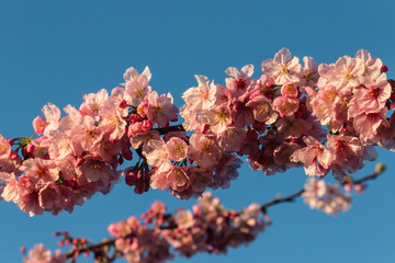 cherry tree twigs in full bloom