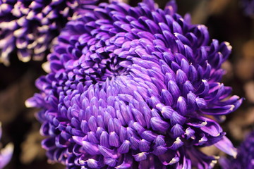 Chrysanthemum