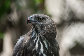 Close up of a Changeable Hawk eagle