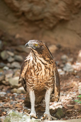 Raptor bird sit on ground