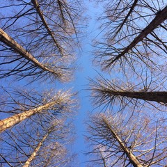 tree branches against blue sky