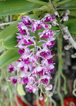 Fototapeta Beautiful orchid