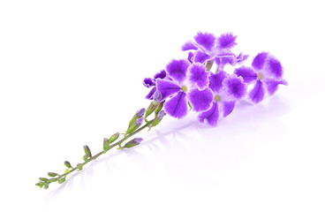 Fototapeta premium Purple flowers isolated on white background