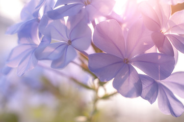Plumbago auriculata