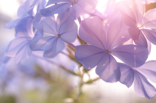 Plumbago auriculata