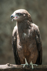 Black kite, Pariah kite(Milvus migrans)