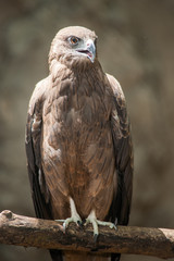 Black kite, Pariah kite(Milvus migrans)