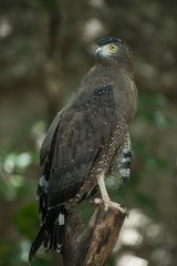 Serpent Eagle, Crested Serpent Eagle(Spilornis cheela)