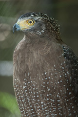 Serpent Eagle, Crested Serpent Eagle(Spilornis cheela)