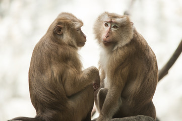 Pig-tailed macaque at Chiangmai zoo in Thailand