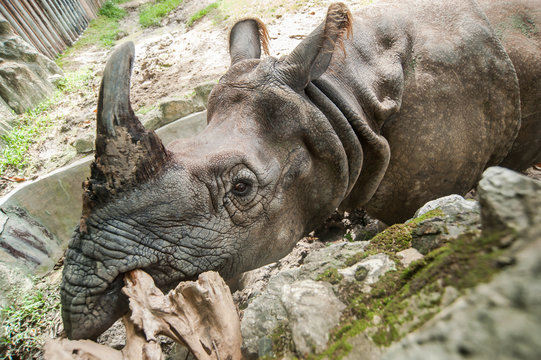 Greater One-horned Rhinoceros, Indian Rhinoceros(Rhinoce ros uni