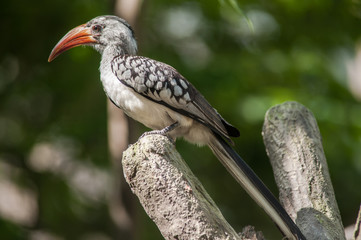 Obraz premium Yellow billed Hornbill