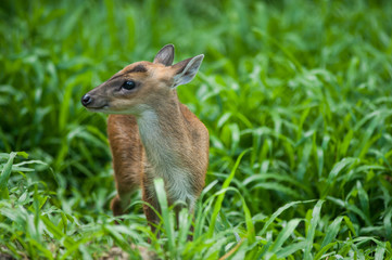 The Red muntjac feeding in the field