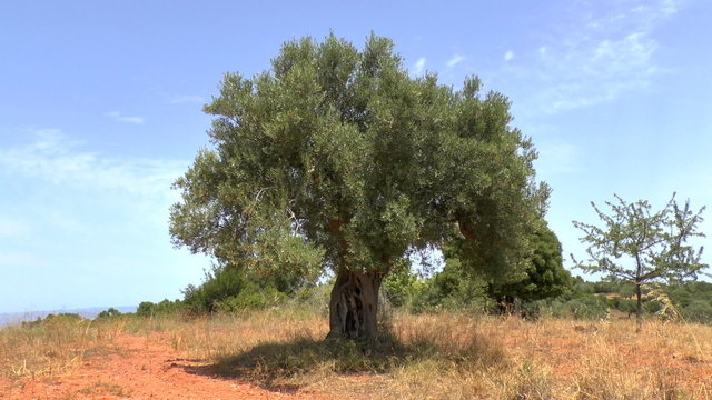 Olive tree with the sound of Cicadas