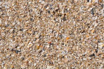 fragments of shells with sand background
