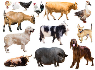 Set of dog, pig and other farm animals