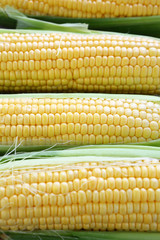 fresh corn closeup