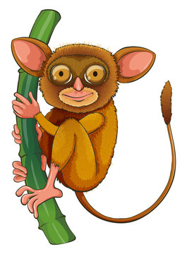 brown tarsier clinging green bamboo clip art preview
