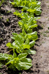 Lettuce crop line growing in the ground