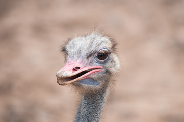 ostrich head portrait