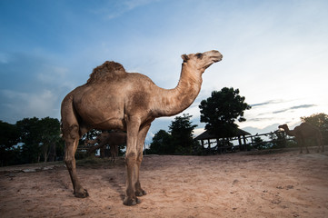 dromedary camel in the zoo