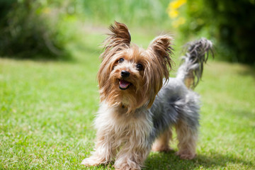 Yorkshire terrier