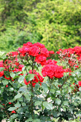 Obraz premium roses flower garden spring season