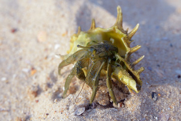 Hermit crab
