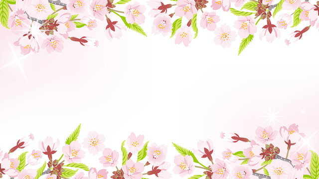 Cherry Blossom background-frame