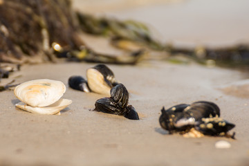 Muscheln am Strand auf Darss