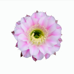 cactus flower © beerphotographer