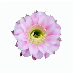 Cercles muraux Cactus cactus flower