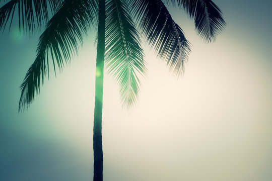 Palm Tree Tint