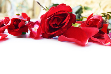 red roses for Valentine's Day