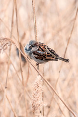 Sparrow