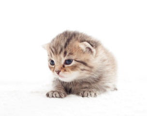 Fototapeta na wymiar cute kitten on a white background