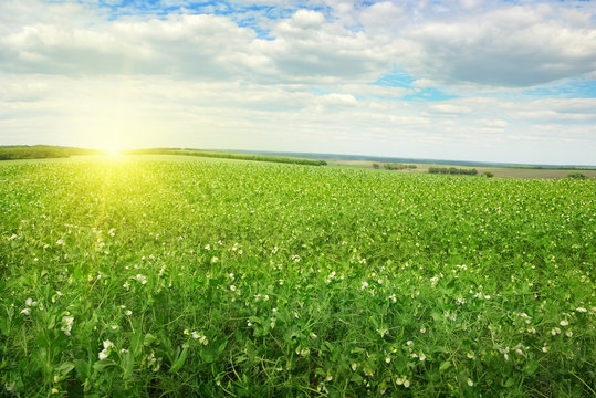 Beautiful Sunrise Over Field Pea