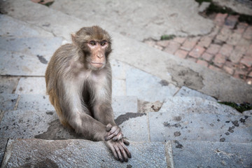 Monkey in Nepal