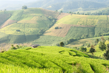 Rice field terrace with shack at Mae Jam, Chiangmai, Thailand.