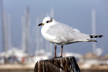 Gull over the pole to moor ships on the sea